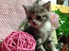 マンチカン【群馬県・女の子・2017年1月23日・ブラウンタービー・ホワイト】の写真2