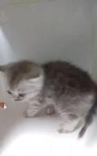 ミヌエット【群馬県・男の子・2019年6月18日・シルバー】の写真2