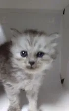 ミヌエット【群馬県・男の子・2019年6月18日・シルバー】の写真3