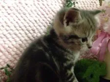 マンチカン【群馬県・女の子・2017年1月23日・ブラウンタビー・ホワイト】の写真4