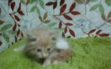 ノルウェージャンフォレストキャット【群馬県・男の子・2018年9月20日・クリームアンドホワイト】の写真5