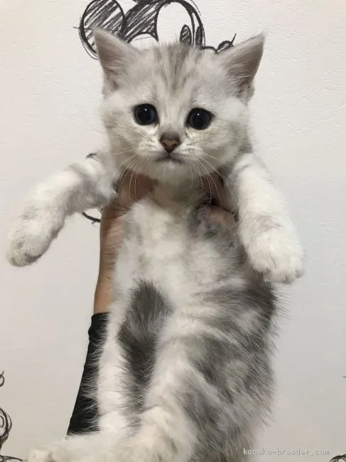 Y.T 様のお迎えした子猫