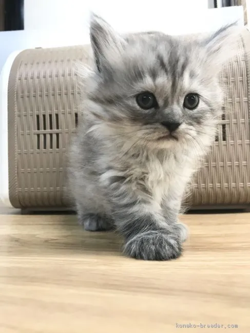 Y.E 様のお迎えした子猫