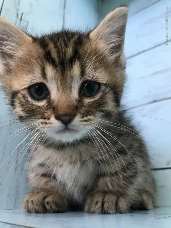 ID：2011-01557の子猫