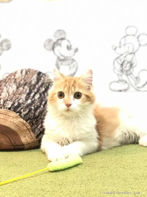 ID：2008-00370の子猫