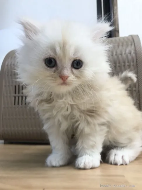 ID:2101-00693の子猫