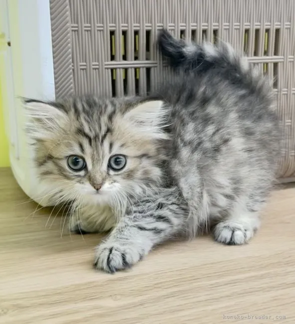 ID：2105-00178の子猫