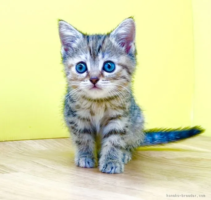 ID:2112-02043の子猫