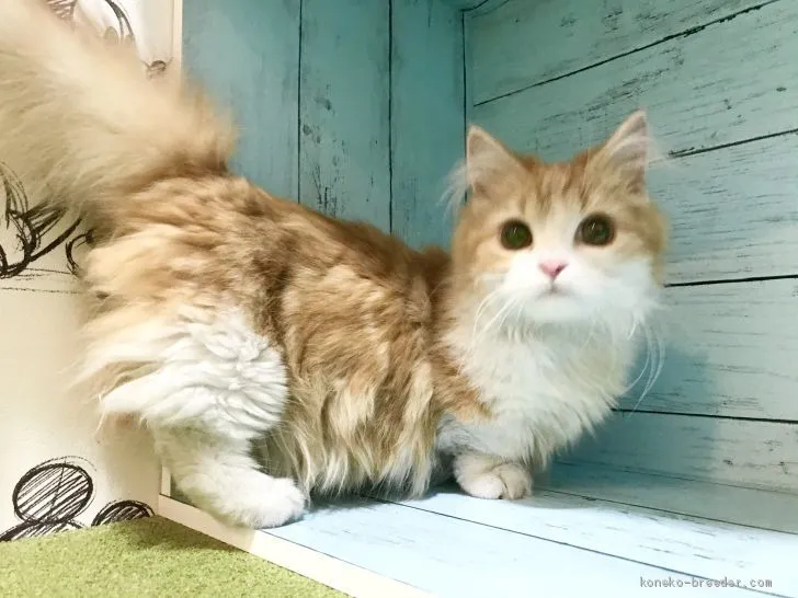 ID:2102-01717の子猫