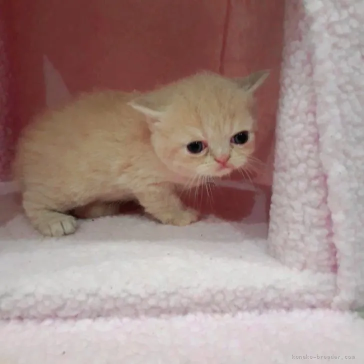 ID：2306-02285の子猫