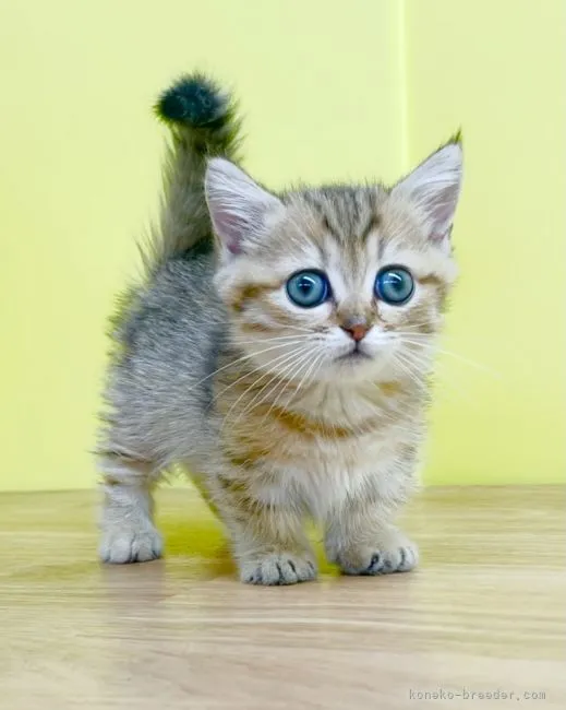 ID：2110-02042の子猫