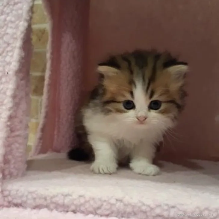 ID：2306-01109の子猫