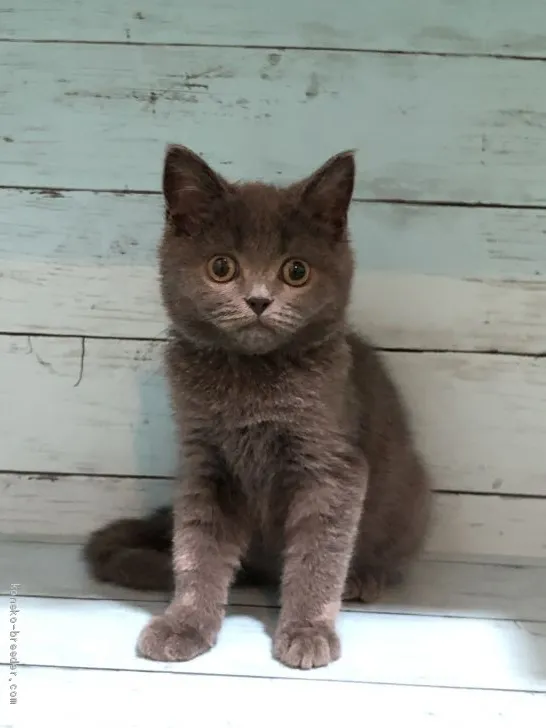 ID：2008-01660の子猫