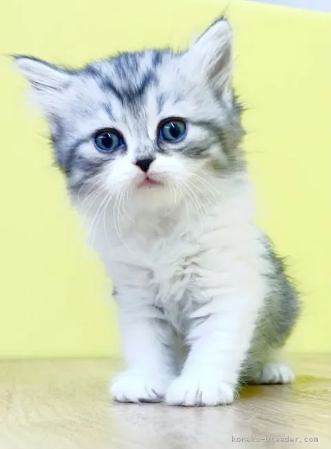 ID：2111-01665の子猫