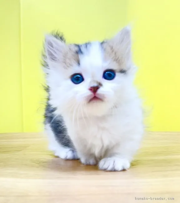 ID:2201-01172の子猫