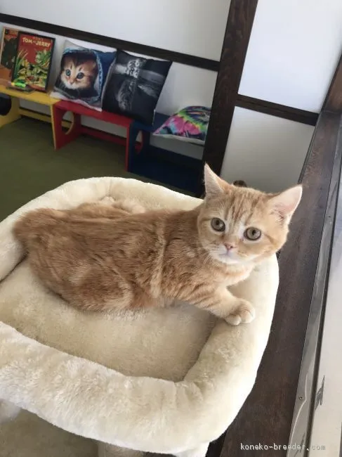 ID:2009-01039の子猫
