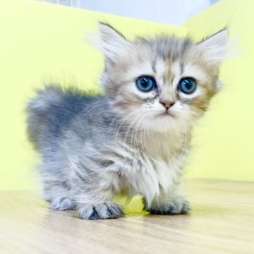 マンチカン【東京都・女の子・2021年6月26日・ブラウンタビー】の写真「❤️クリっとおめめがキュートな女の子🎀❤️」