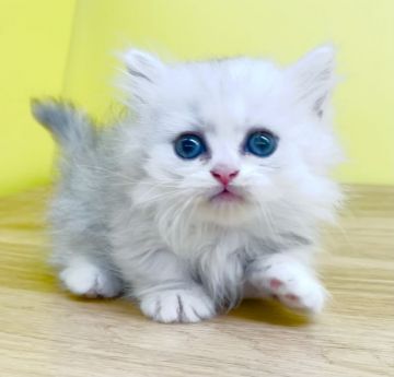 マンチカン【東京都・男の子・2021年5月14日・チンチラシルバー】の写真「❤️極短足のドール系王子様❤️」