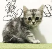 マンチカン(長足)【東京都・男の子・2020年10月1日・シルバータビー】の写真1