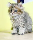 ミヌエット【東京都・女の子・2021年9月5日・ブラウンタビー】の写真4