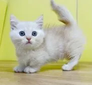 マンチカン(短足)【東京都・男の子・2021年9月5日・クリームタビー】の写真4