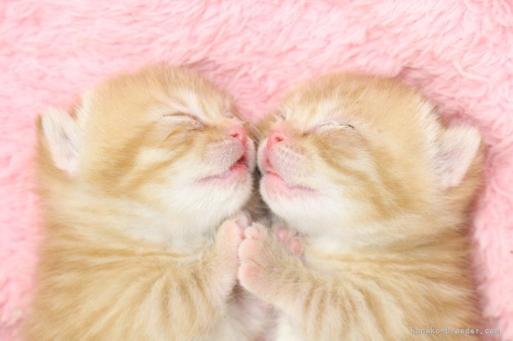 菊地　明子(きくち　あきこ)ブリーダー(東京都・アメリカンショートヘアなど・I.C.C.登録)の紹介写真3