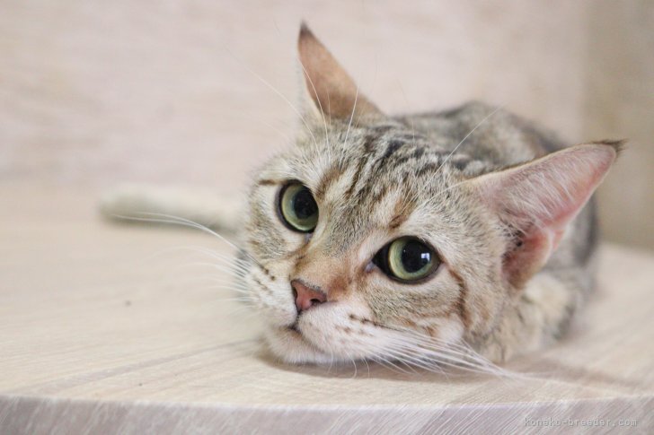 菊地　明子(きくち　あきこ)ブリーダー(東京都・アメリカンショートヘアなど・I.C.C.登録)の紹介写真6