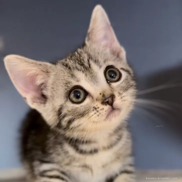 ID:2404-01223の子猫