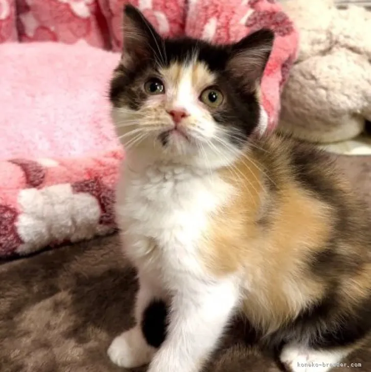 ID:2306-02971の子猫