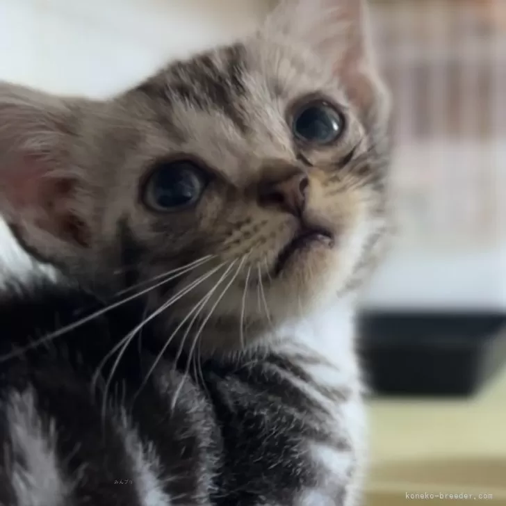 Y.G 様のお迎えした子猫