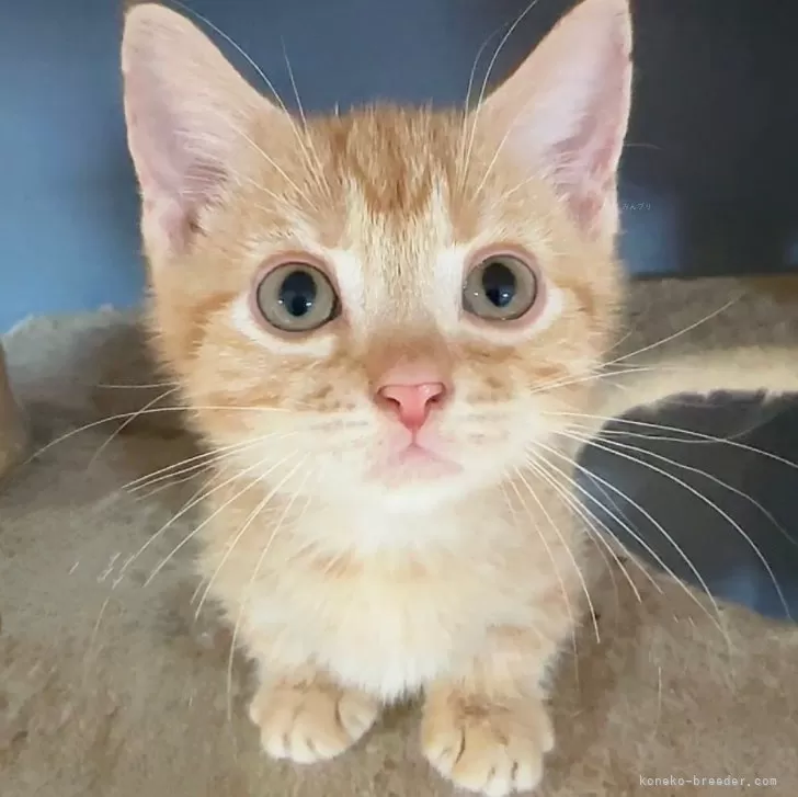 shalulu 様のお迎えした子猫