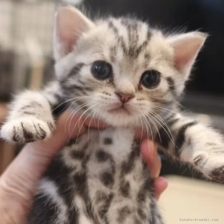 ID：2304-02469の子猫