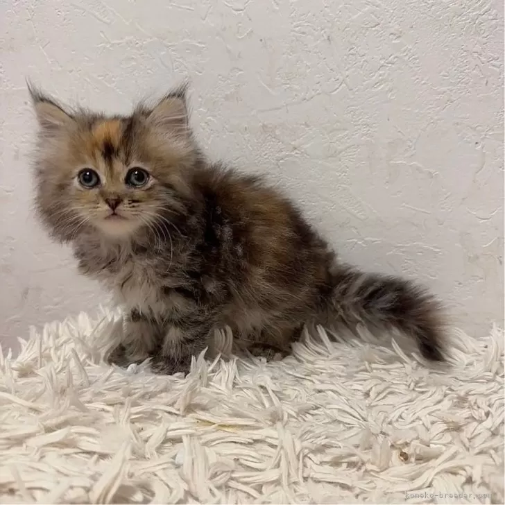 ID:2401-00895の子猫