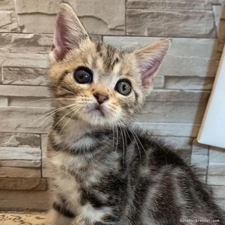 ID：2303-01180の子猫