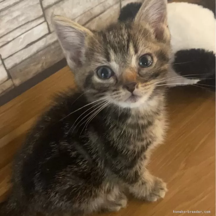 ID：2403-00109の子猫