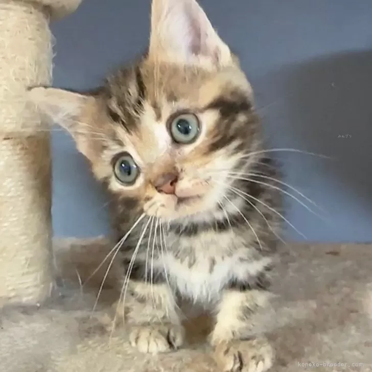 Y.U 様のお迎えした子猫