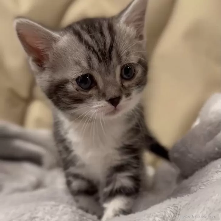 ID:2404-01235の子猫