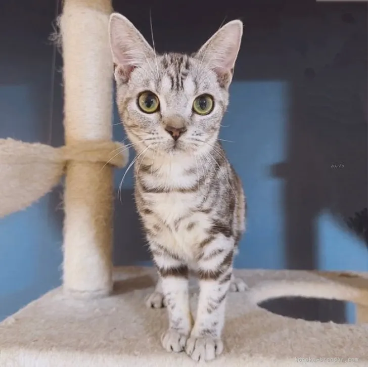 ID:2306-02468の子猫