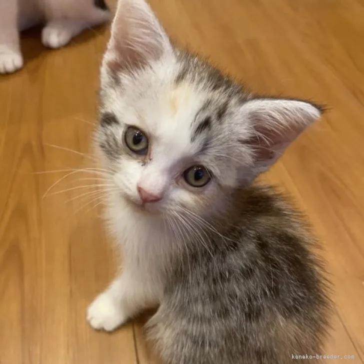 ID:2306-01510の子猫