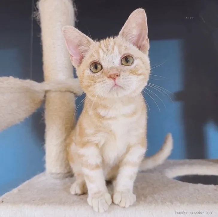 ID:2306-02973の子猫