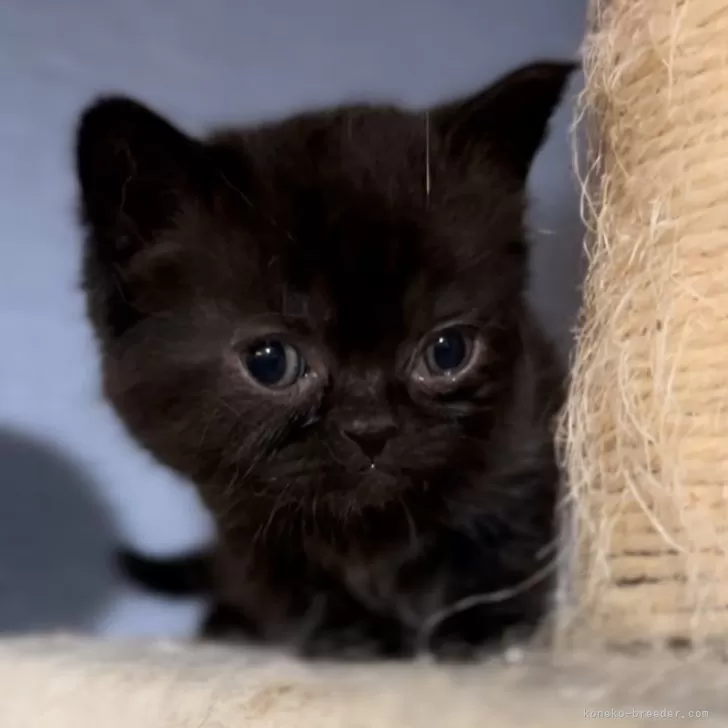 ID:2404-01228の子猫