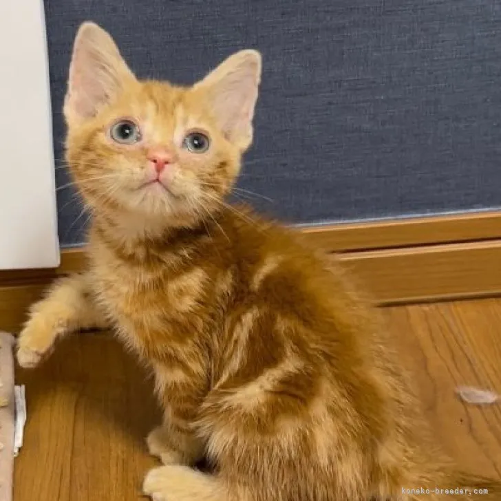 ID:2307-01831の子猫