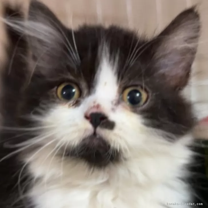 ID：2404-01226の子猫