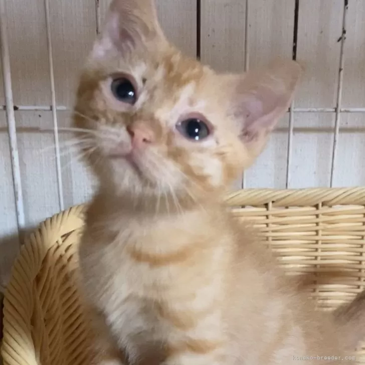 ID：2407-02953の子猫