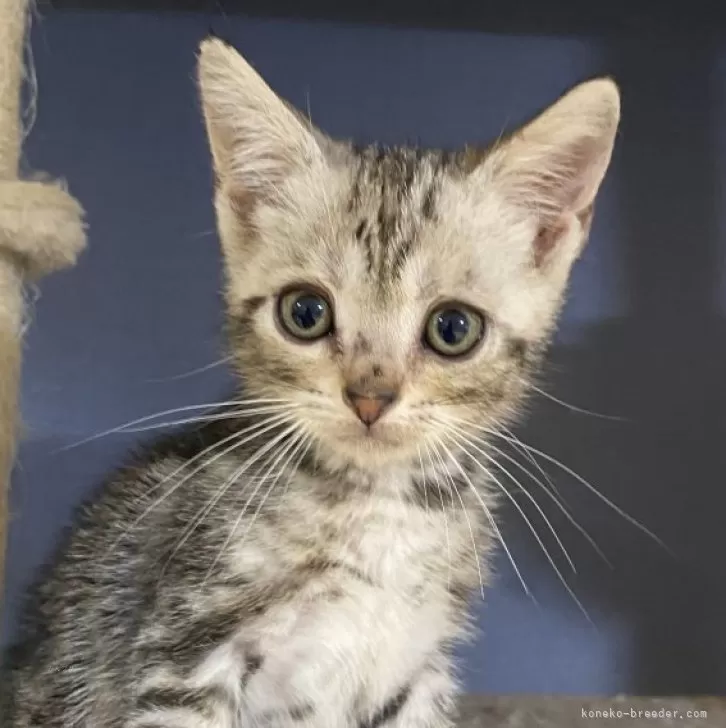 ID:2411-00259の子猫