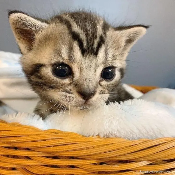 ID：2301-00483の子猫