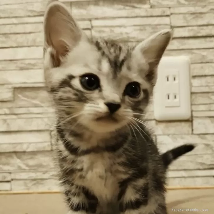 ID：2402-00492の子猫