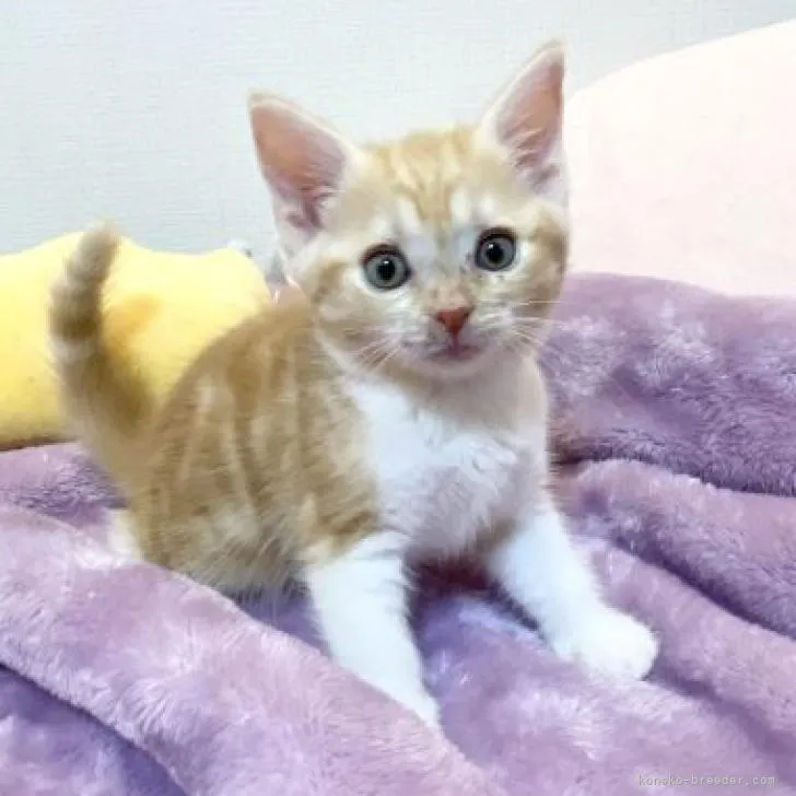 ID:2207-02688の子猫