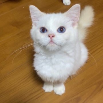 サイベリアン【東京都・男の子・2023年4月15日・レッドリンクス】の写真「抱っこ大好き甘えん坊❤️」