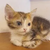 アメリカンショートヘア【東京都・女の子・2023年9月14日・キャリコ】の写真1「アメショのキャリコなんて…❤️かわいい❤️」